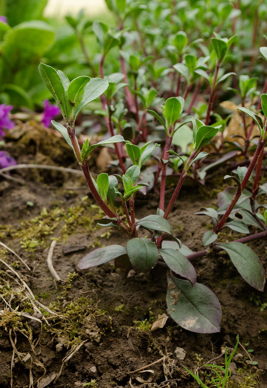 Изображение особи Saponaria ocymoides.