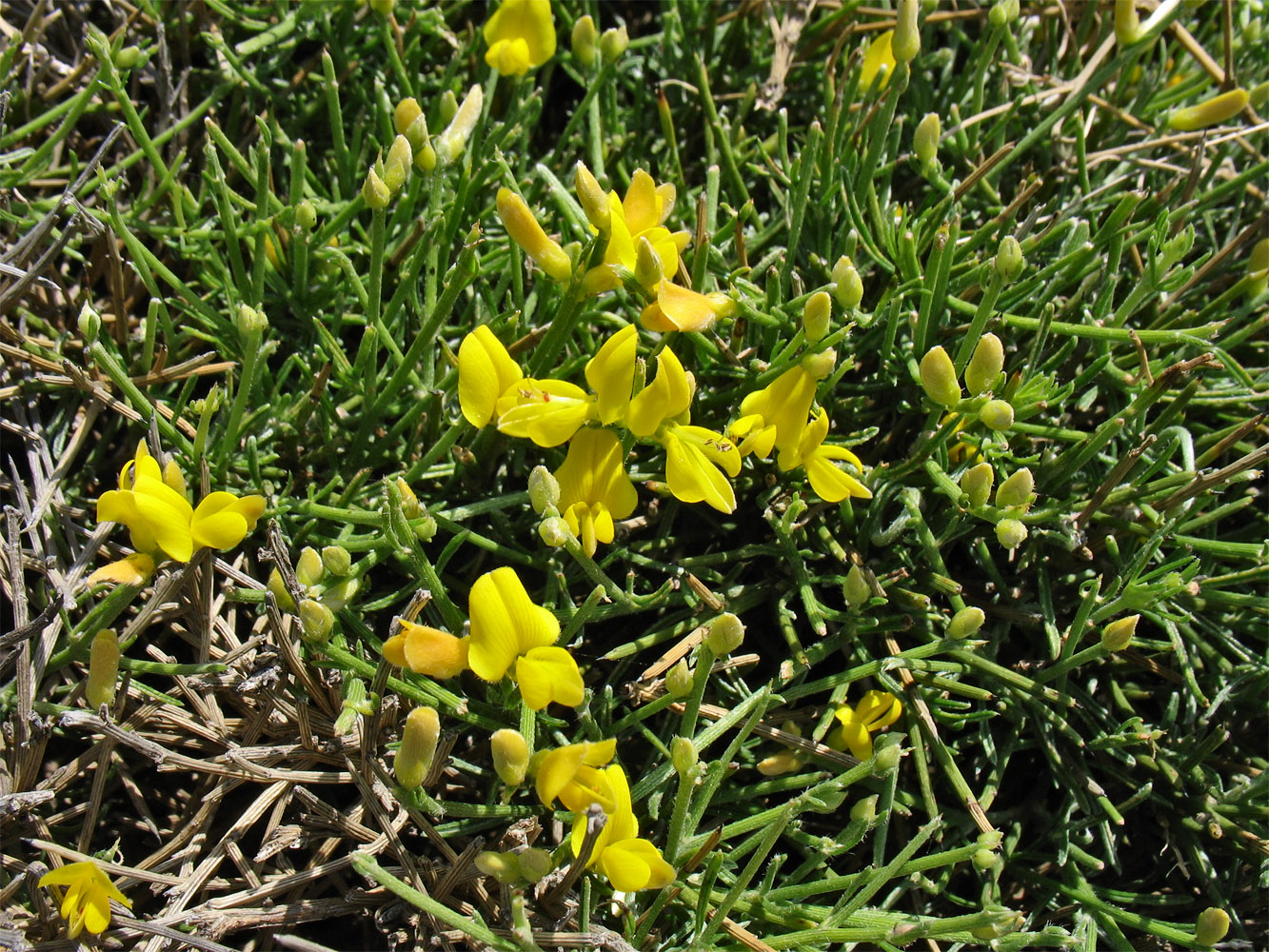 Image of Genista acanthoclada specimen.