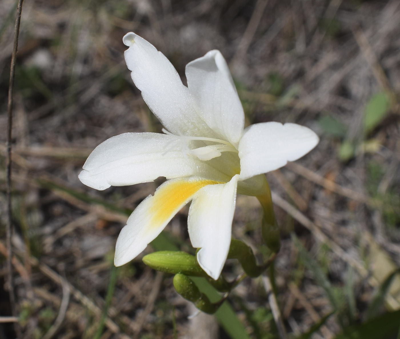 Image of Freesia refracta specimen.