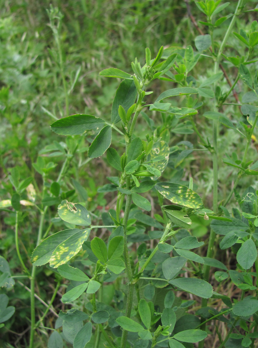 Изображение особи Melilotus officinalis.