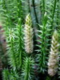 Lycopodium annotinum