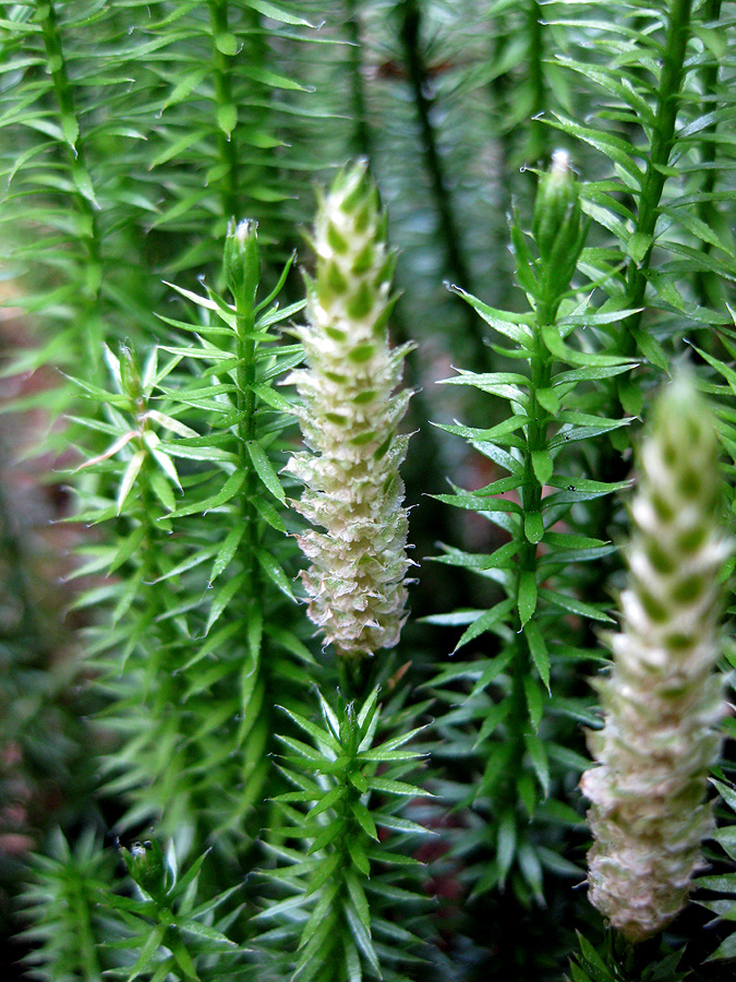 Image of Lycopodium annotinum specimen.