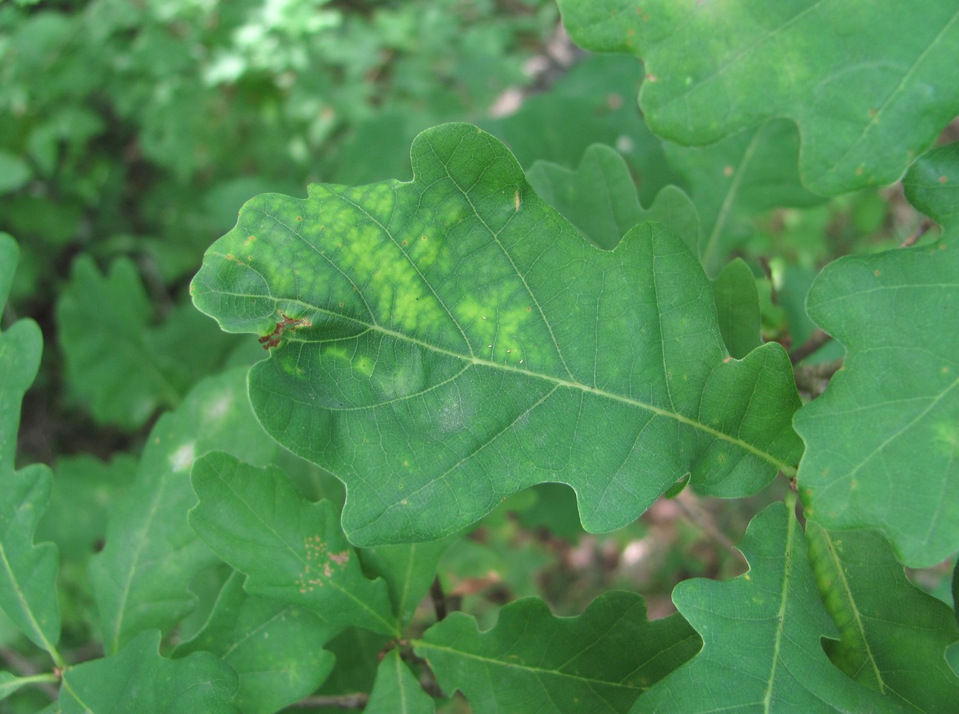 Image of Quercus robur specimen.