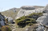 Juniperus rigida подвид litoralis. Вегетирующее растение. Приморье, Партизанский р-н, окр. пос. Врангель, прибрежные скалы. 29.04.2021.