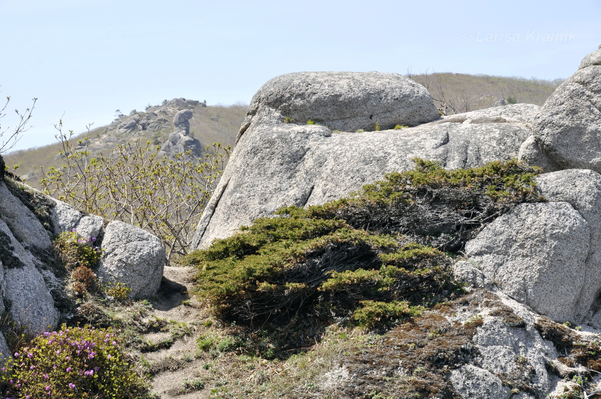 Изображение особи Juniperus rigida ssp. litoralis.