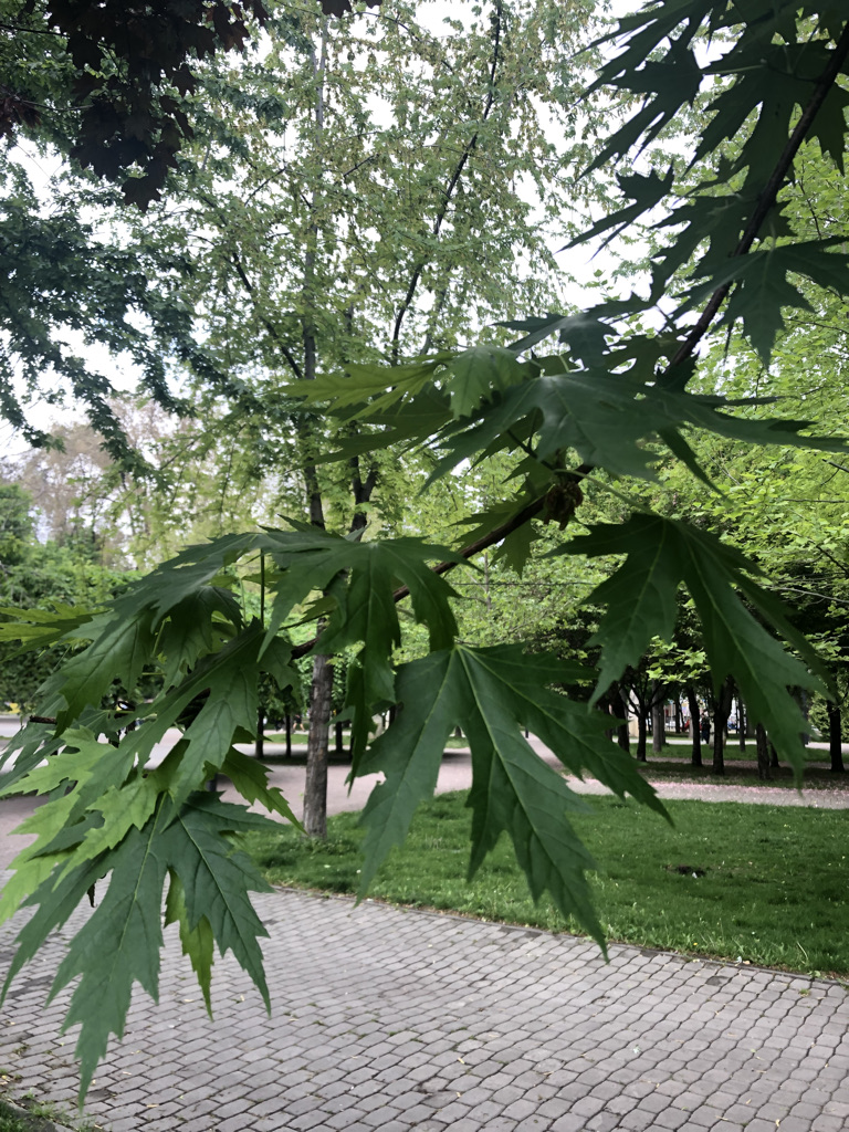 Image of Acer saccharinum specimen.