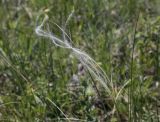 Stipa pennata