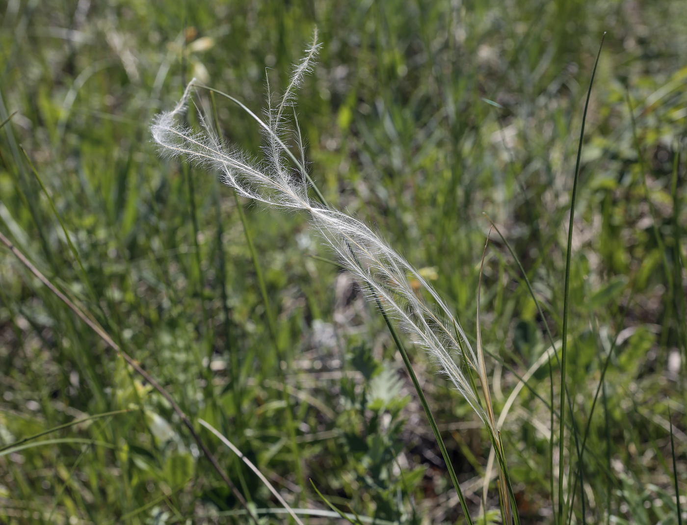 Image of Stipa pennata specimen.