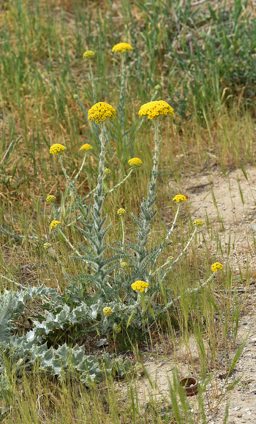 Image of Pseudohandelia umbellifera specimen.