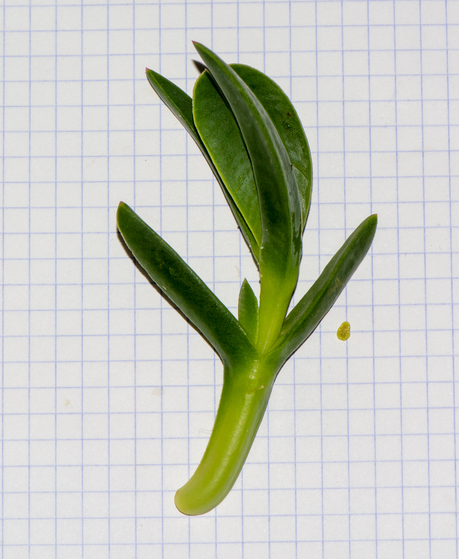 Image of Carpobrotus modestus specimen.