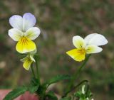 Viola tricolor. Цветки дувух растений из одной микропопуляции (слева - с типичной для вида окраской, справа - с окраской, характерной для несуществующей в природе Viola matutina). Украина, Ивано-Франковская обл., Надворнянский р-н, с. Максимец, обочина дороги. 28 августа 2010 г.