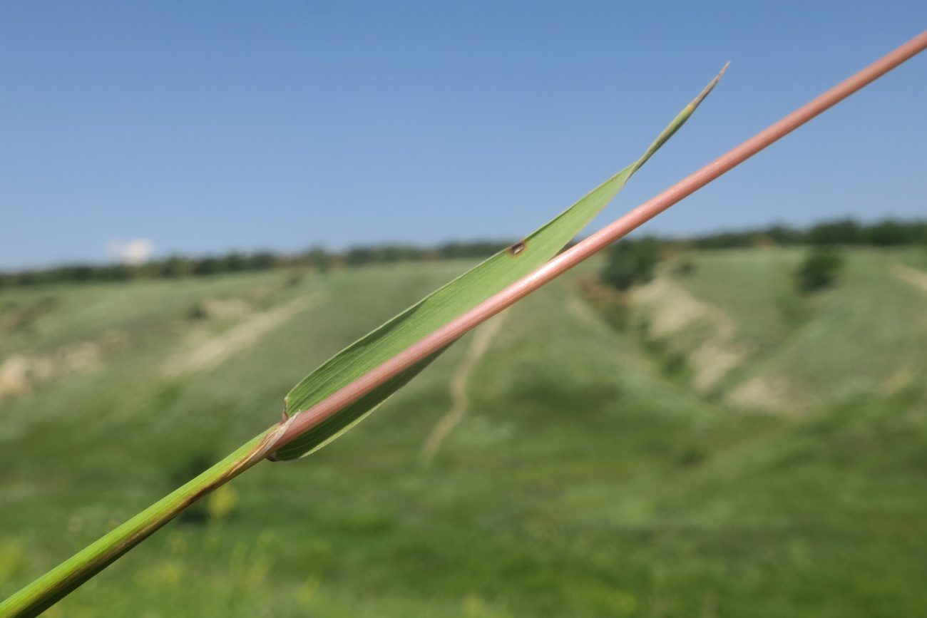 Изображение особи Phleum phleoides.