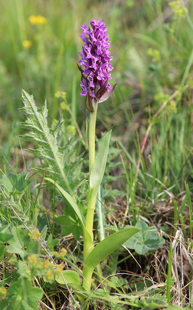 Изображение особи Dactylorhiza incarnata.