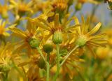 Senecio grandidentatus