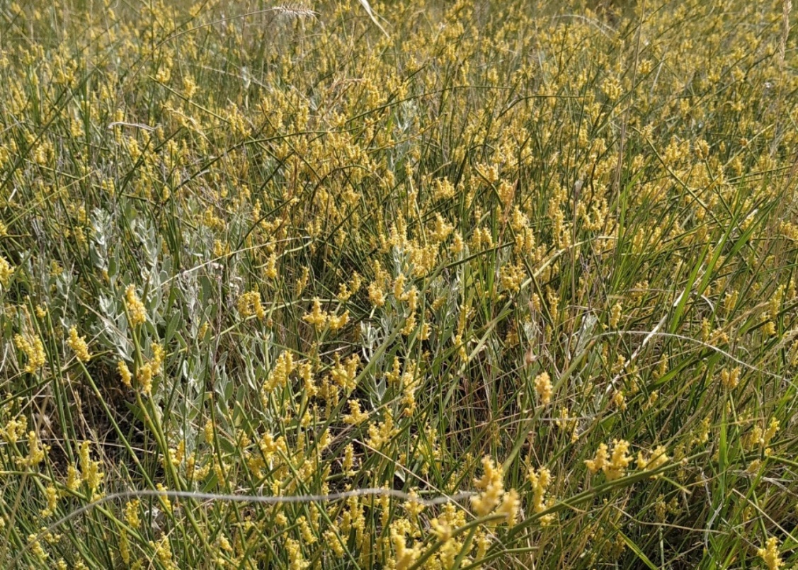 Image of Ephedra distachya specimen.