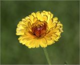 Calendula officinalis