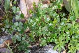 Thalictrum alpinum