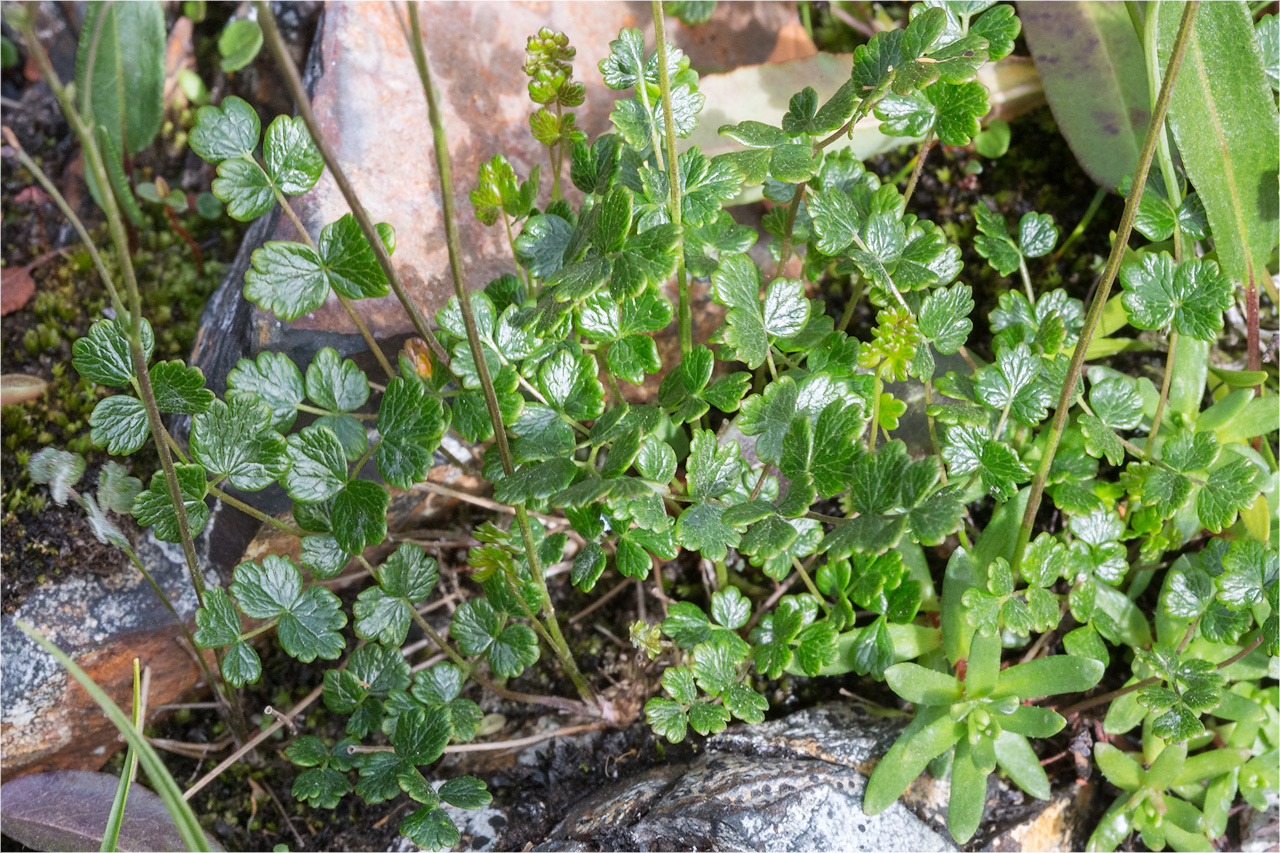 Image of Thalictrum alpinum specimen.