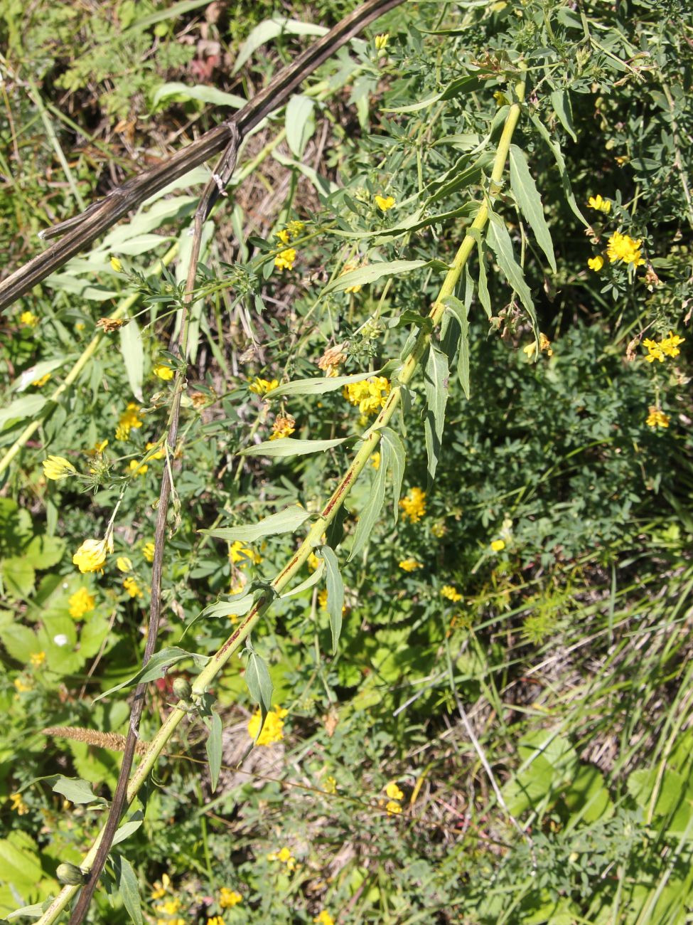 Image of genus Hieracium specimen.