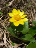 Ficaria verna