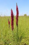 Echium russicum