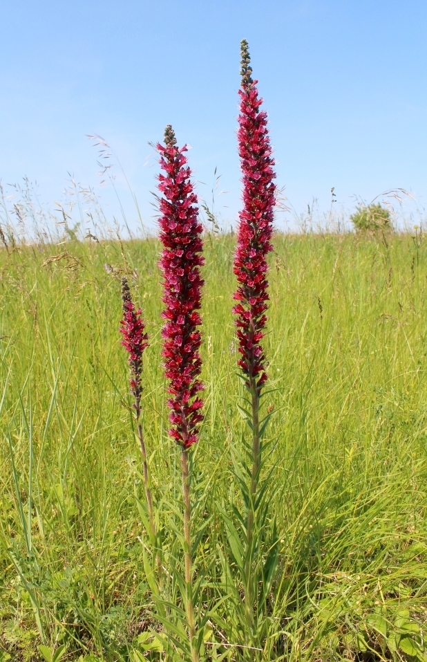 Image of Echium russicum specimen.