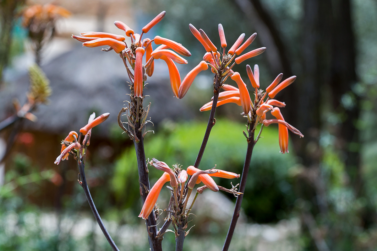 Image of Aloe maculata specimen.