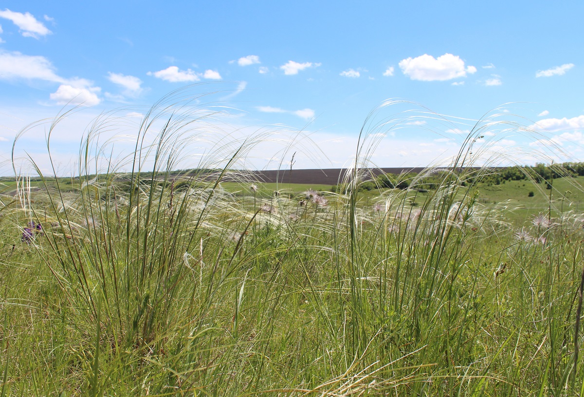 Image of Stipa dasyphylla specimen.