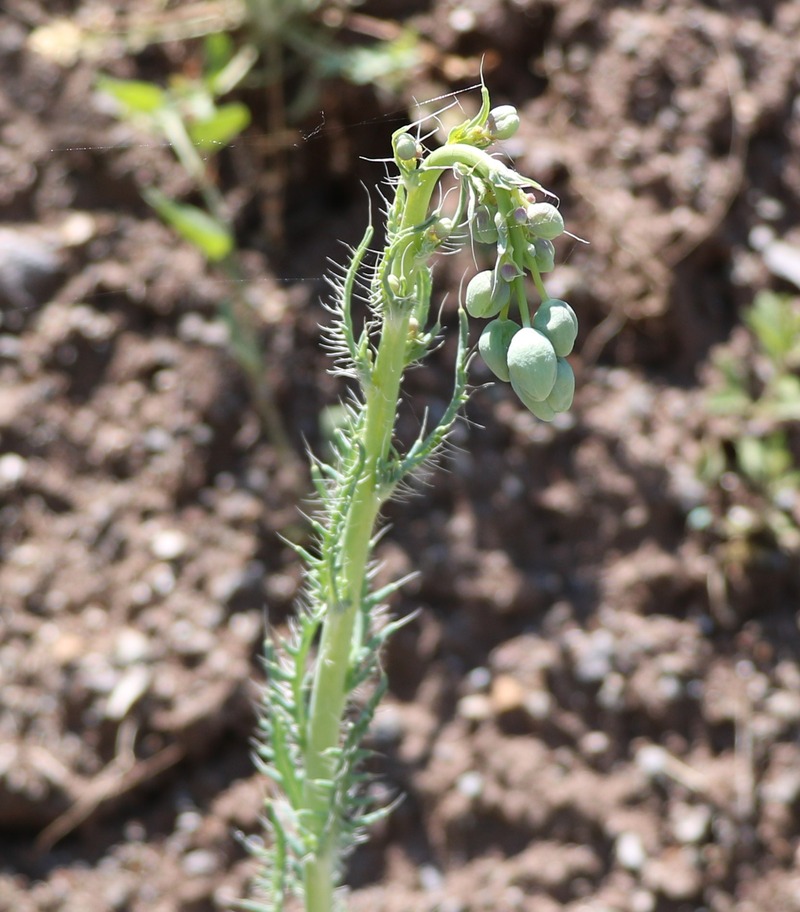 Изображение особи Papaver armeniacum.