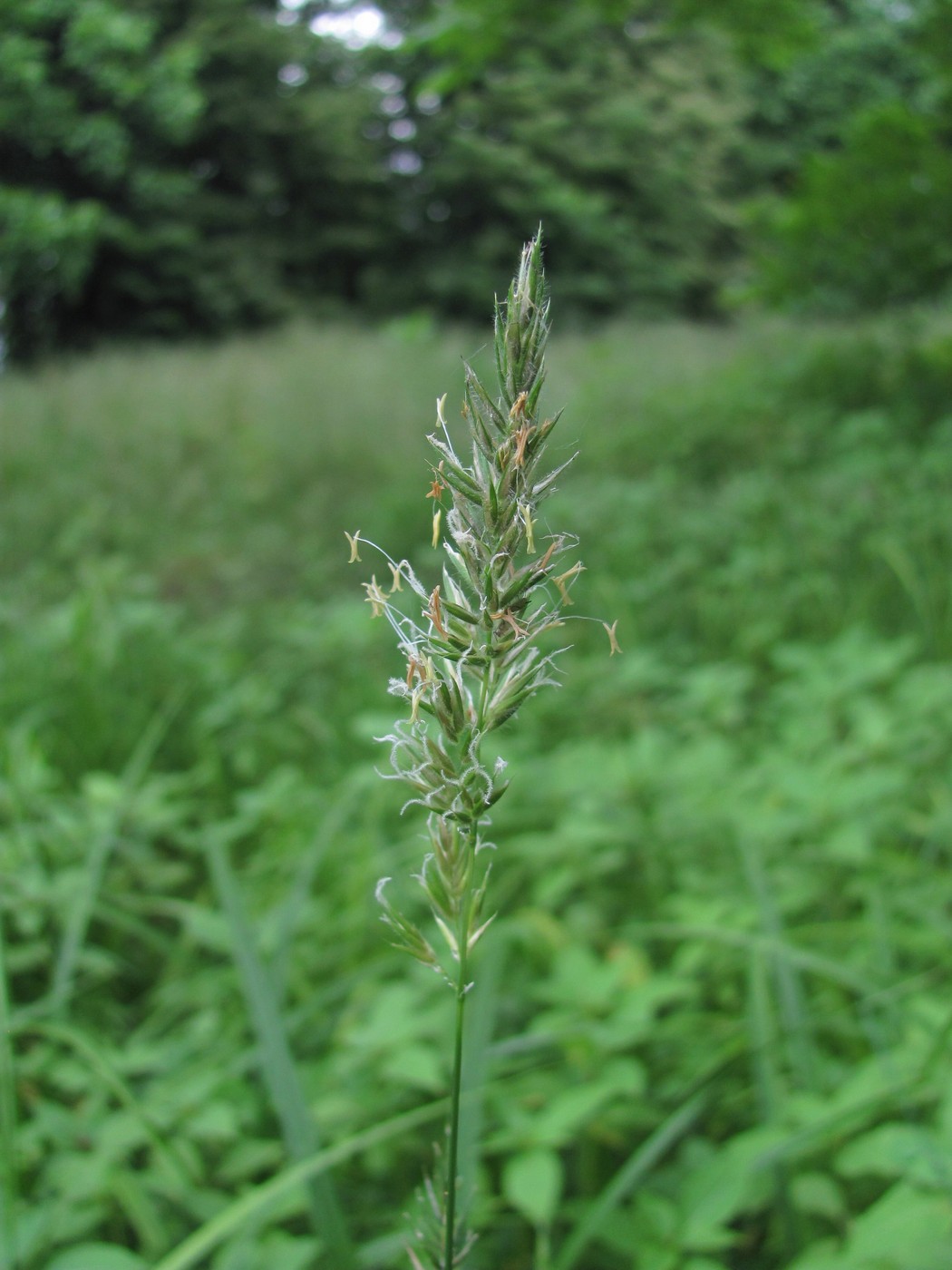 Изображение особи Anthoxanthum odoratum.