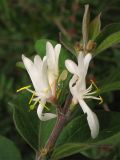 Lonicera maackii. Часть побега с соцветиями. США, штат Мериленд, Роквилл, на обочине дороги. 18 сентября 2007 г.