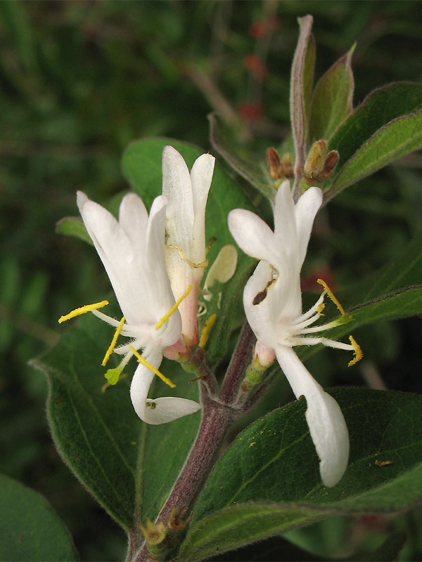 Image of Lonicera maackii specimen.