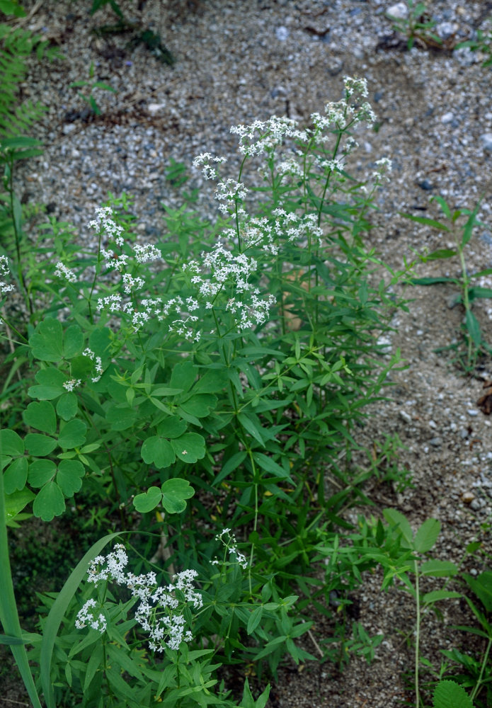 Image of Galium boreale specimen.