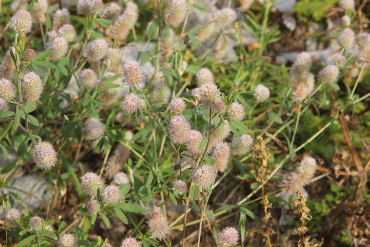 Image of Trifolium arvense specimen.