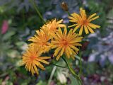 Crepis paludosa