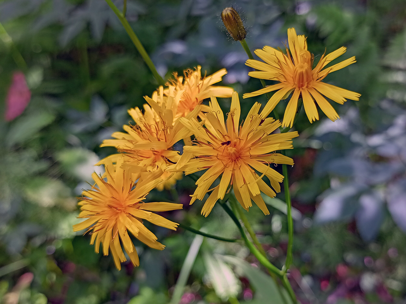 Изображение особи Crepis paludosa.