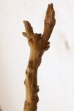 Juglans mandshurica