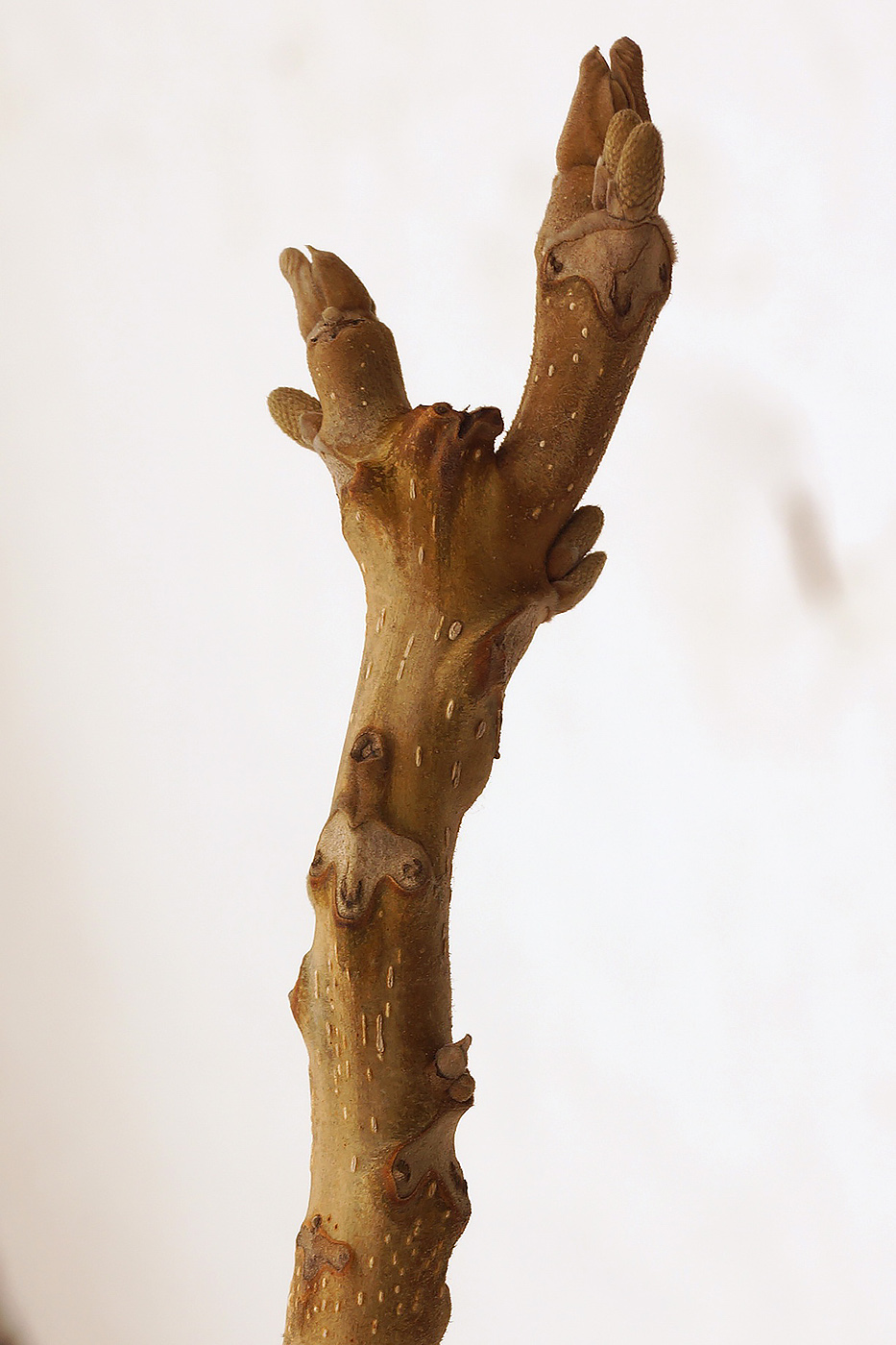 Image of Juglans mandshurica specimen.