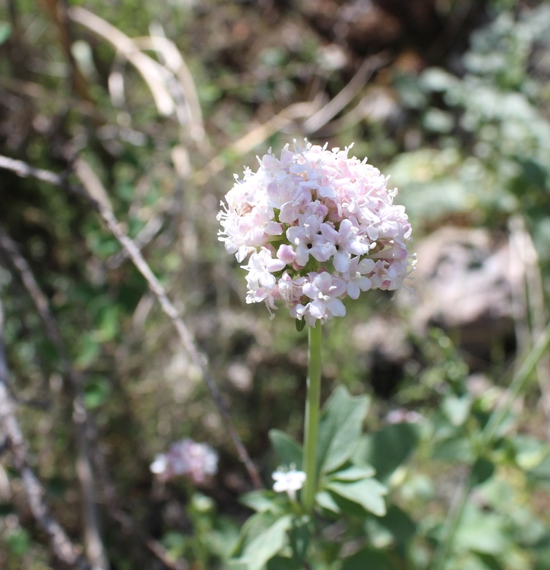 Изображение особи Valeriana sisymbriifolia.