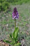 Orchis purpurea подвид caucasica. Цветущее растение. Грузия, край Квемо Картли, Тетрицкаройский муниципалитет, окр. села Гохнари, выс. 1500 м, поляна. 5 мая 2019 г.