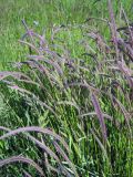 Hordeum brevisubulatum