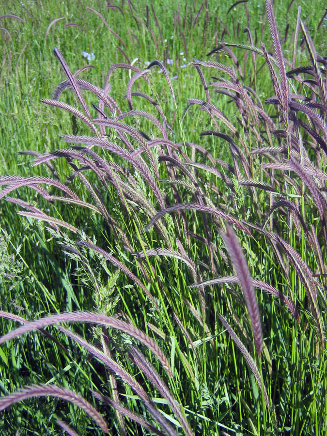 Image of Hordeum brevisubulatum specimen.