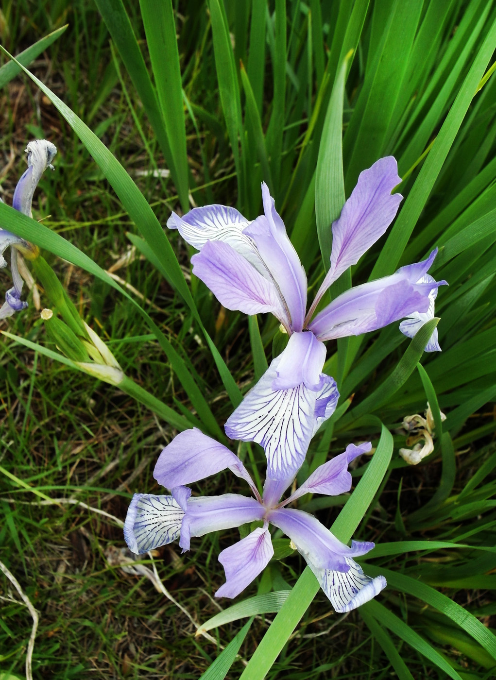 Image of Iris pallasii specimen.