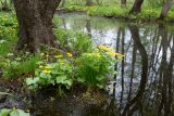 Caltha palustris. Цветущие растения на берегу ручья. Ленинградская обл., окр. пос. Большая Ижора, побережье Финского залива, заболоченный черноольшаник между коренным берегом и старым береговым валом. 29.05.2022.