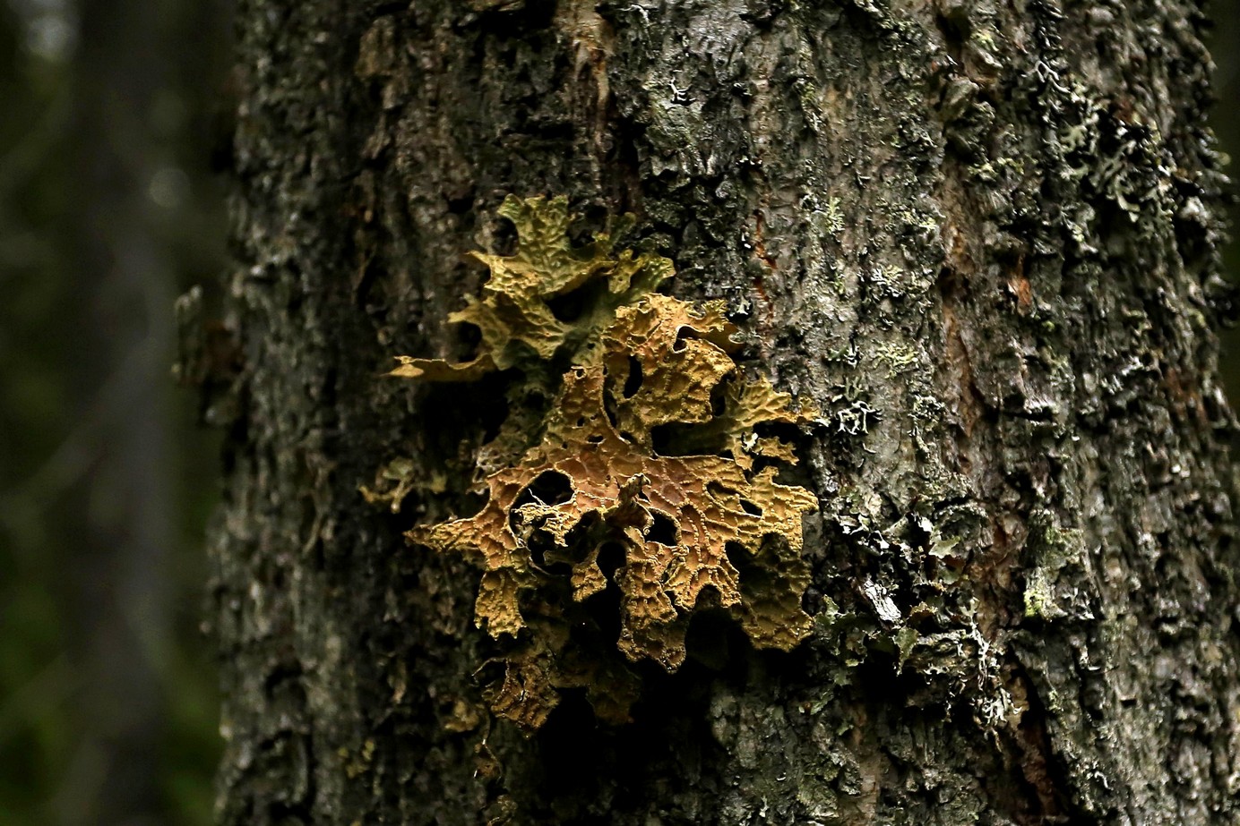 Image of division Ascomycota specimen.