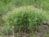 Geranium sanguineum