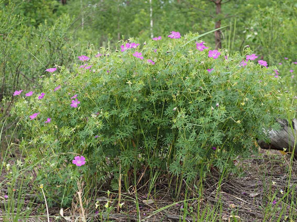 Изображение особи Geranium sanguineum.