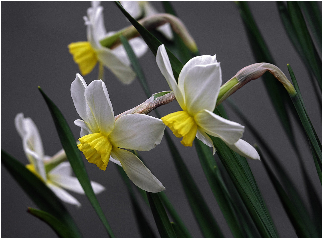 Image of genus Narcissus specimen.