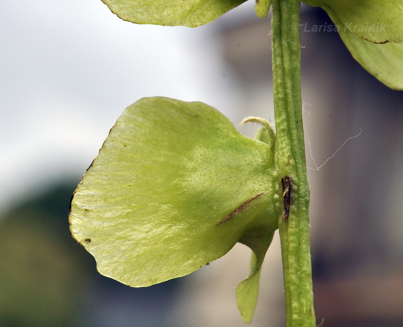 Image of Pterocarya rhoifolia specimen.