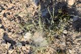 Convolvulus fruticosus. Вегетирующее растение. Узбекистан, Наманганская обл., Чустский р-н, окр. кишлака Каракурган, подножье горы Чорбаш, глинисто-щебнистая почва. 11.07.2022.